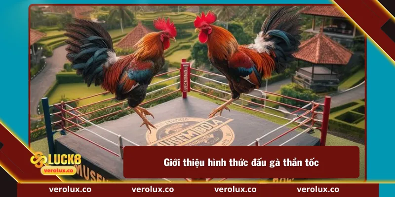 Giới thiệu hình thức đấu gà thần tốc