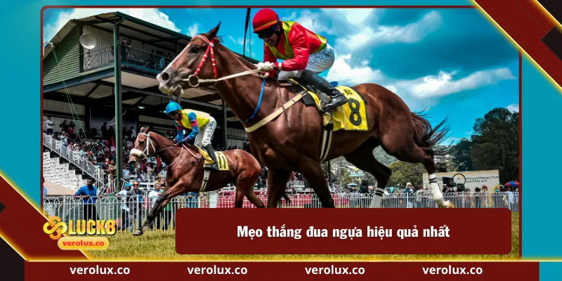 Mẹo thắng đua ngựa hiệu quả nhất