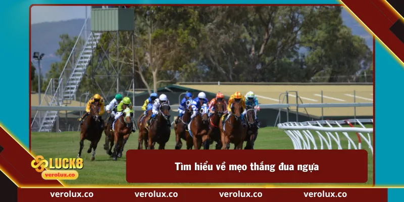 Tìm hiểu về mẹo thắng đua ngựa