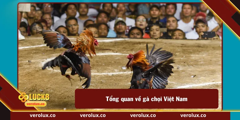 Tổng quan về gà chọi Việt Nam